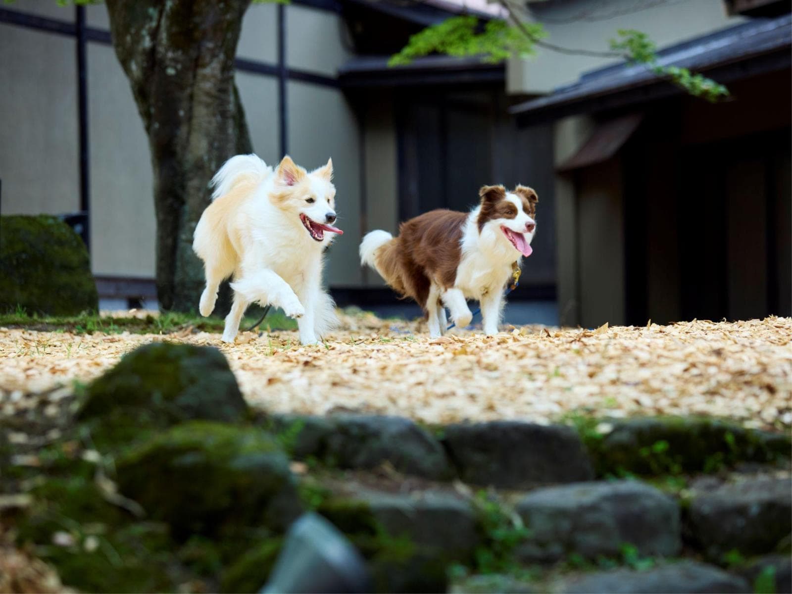 ＜季節の創作和食コース＞ 赤城山の大地を食す、基本プラン （一泊二食）　 画像3
