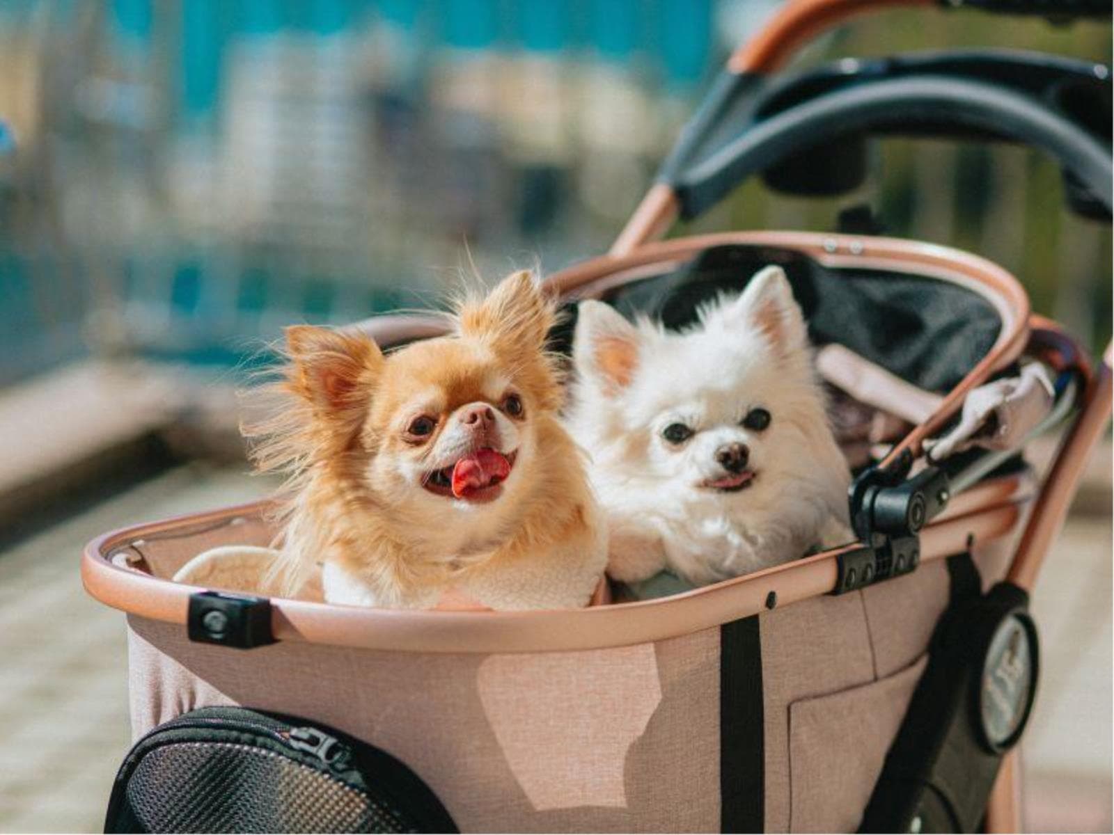 Dog Wellness Resort Stay 　―犬と人が自然に還る温泉旅―　1泊2食付 画像5