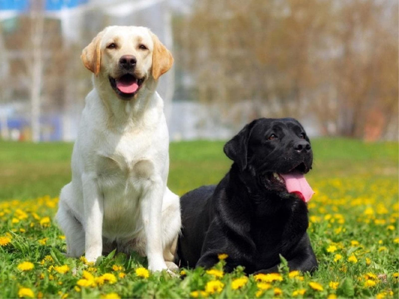 【大型犬・超大型犬限定】期間限定の3大特典で愛犬と過ごす特別な旅＜★豚しゃぶ鍋＆ハーフビュッフェ＞ 画像1