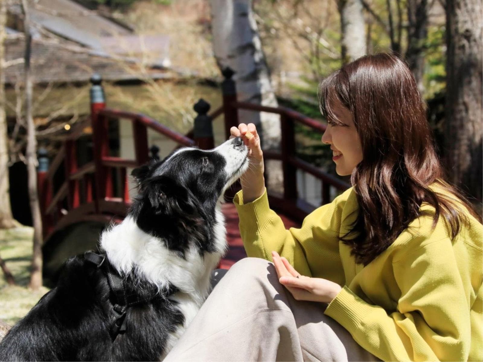 【大型犬・超大型犬限定】期間限定の3大特典で愛犬と過ごす特別な旅＜★豚しゃぶ鍋＆ハーフビュッフェ＞ 画像5