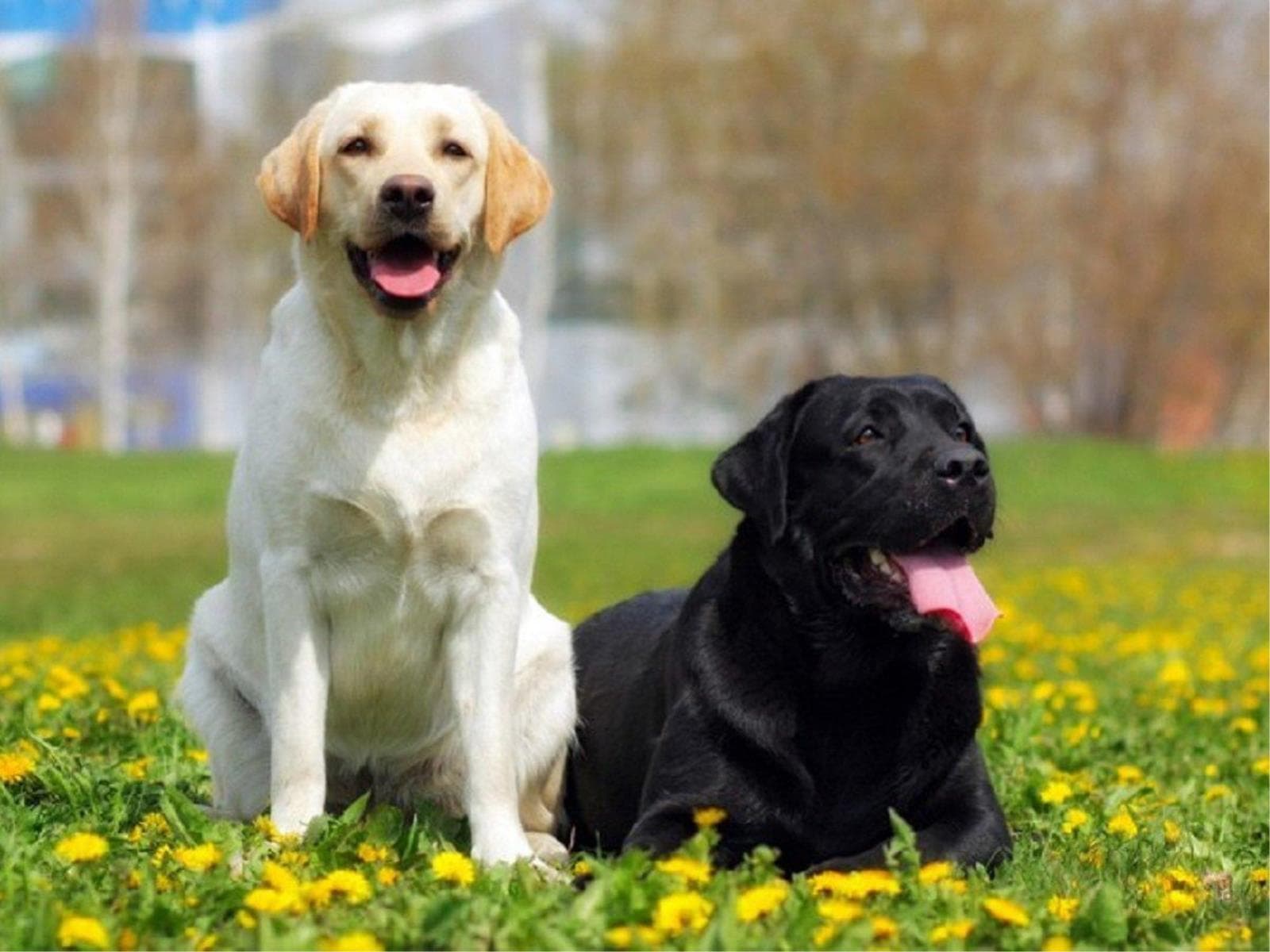 【大型犬・超大型犬限定】受け入れ開始記念！3大特典付きで愛犬と過ごす特別な旅時間＜☆基本鍋御膳＞ 画像1