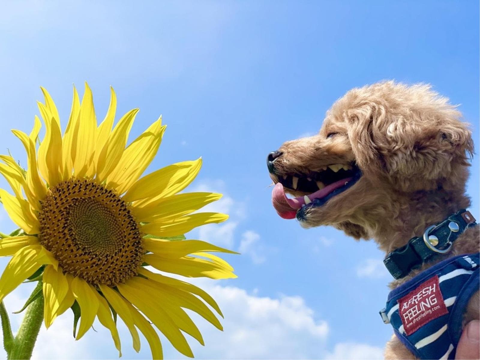 【秋限定SALE】≪一律20％OFF≫奥日光を愛犬と楽しむ＜☆基本鍋御膳＞ 画像2