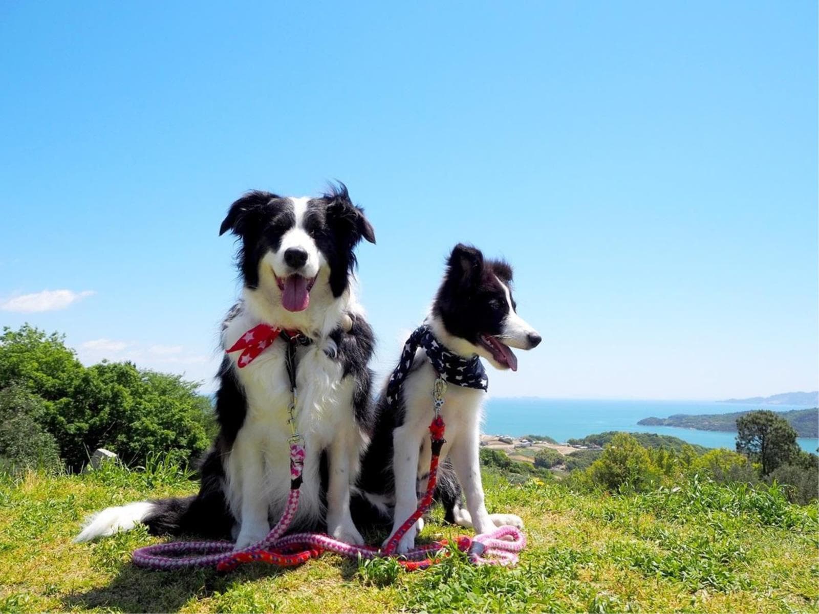 【秋旅SALE】≪一律10％OFF≫和のぬくもり溢れる宿で愛犬と温泉旅をお得に♪＜□特選鍋御膳＞ 画像1