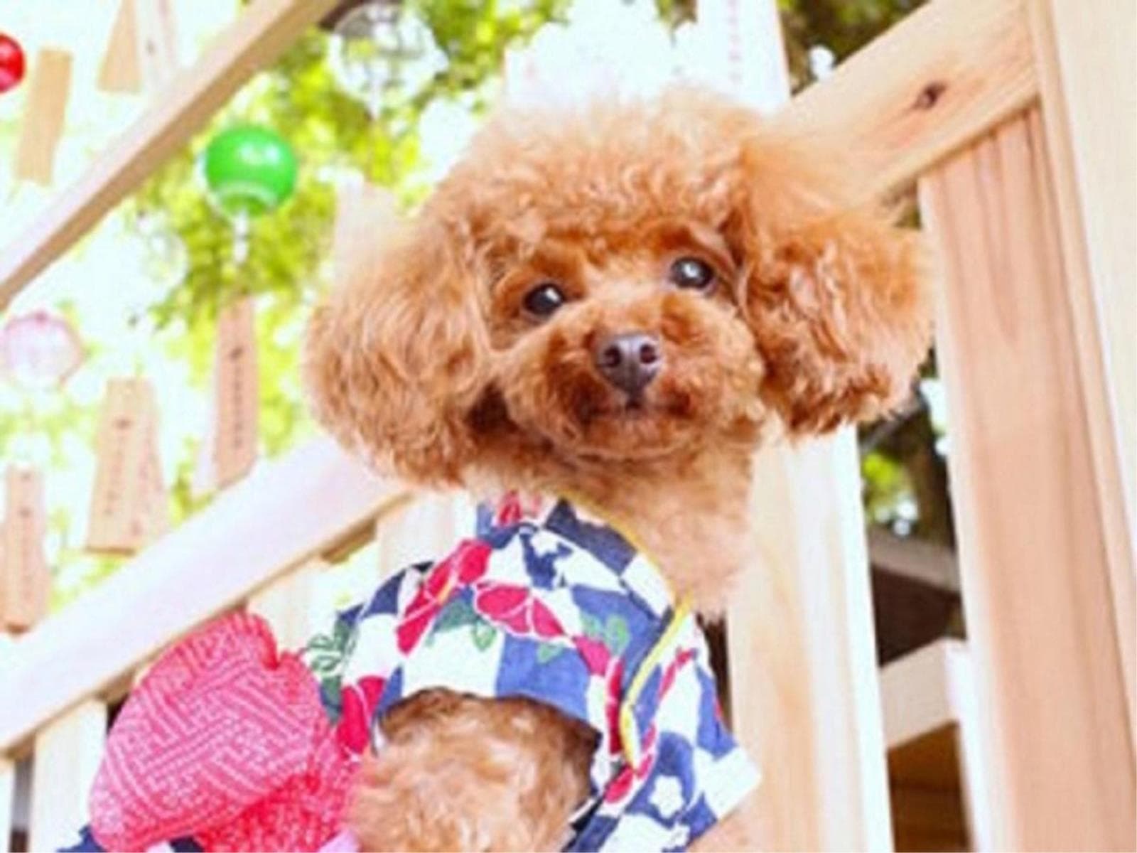 【お盆プラン】≪8／8－8／15限定≫愛犬と夏の奥日光を満喫♪＜■国産牛焼きすき＆ハーフビュッフェ＞ 画像2