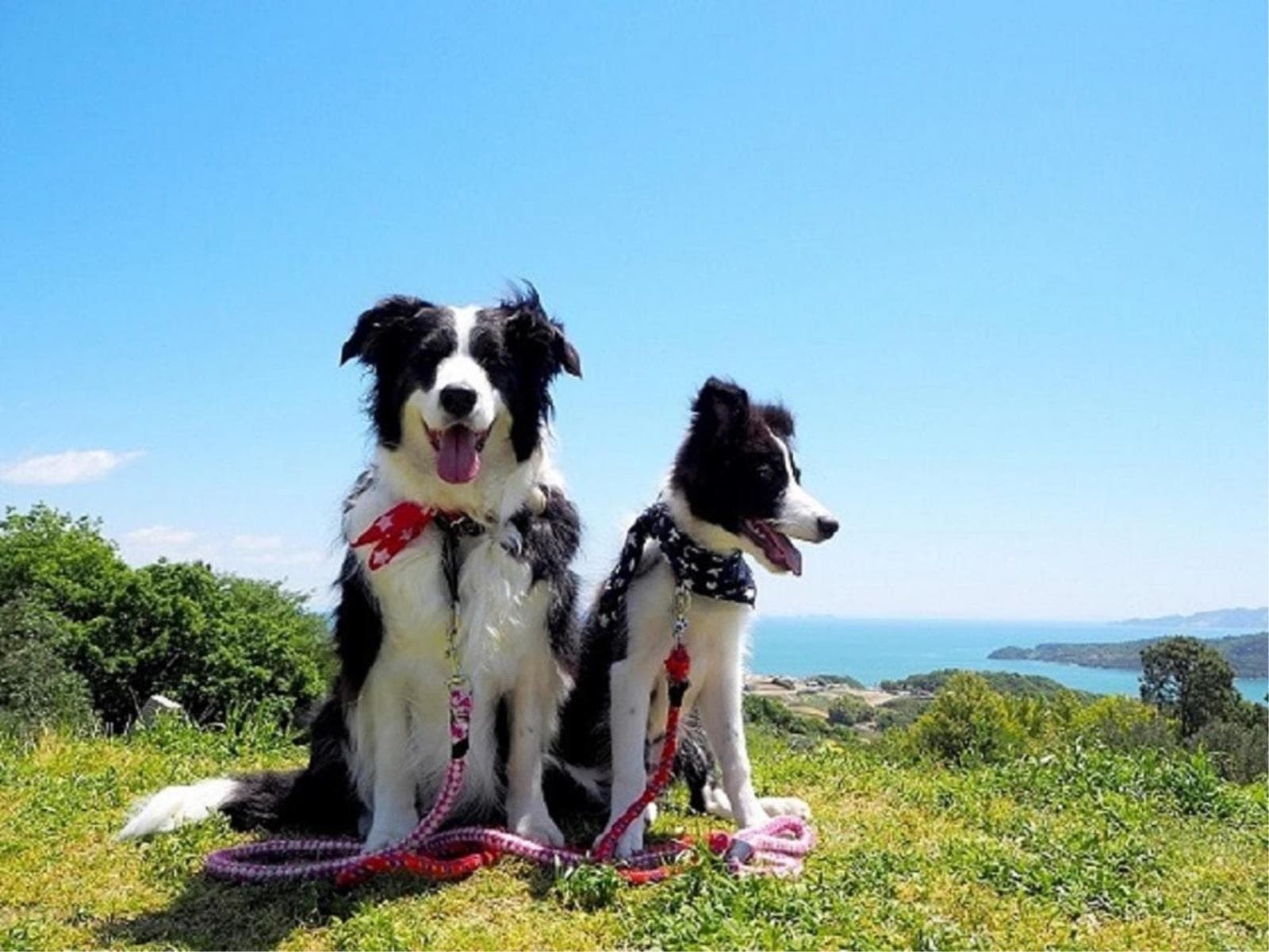 【お盆限定SALE】一律10％OFF！愛犬と楽しむ奥日光の夏旅＜■国産牛焼きすき＆ハーフビュッフェ＞ 画像2