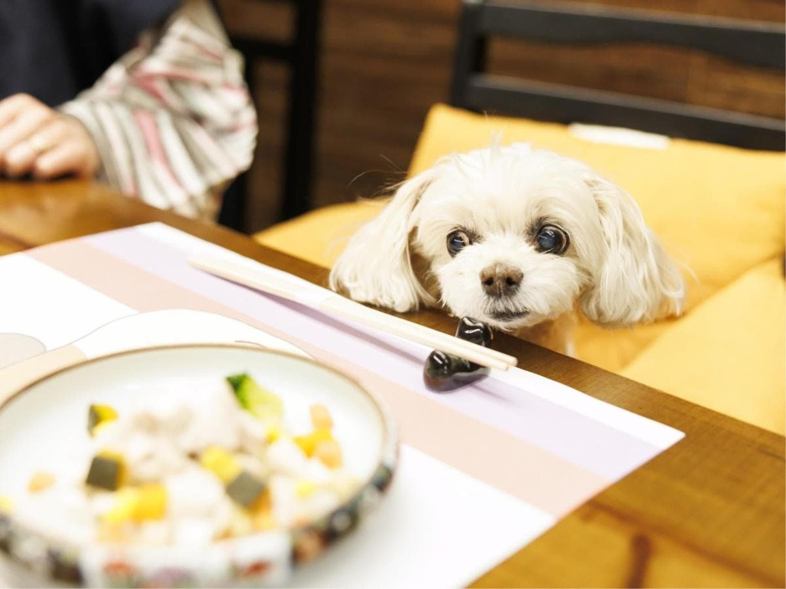【福井・石川・富山・岐阜・滋賀・京都の方限定】愛犬または愛猫1頭無料！近場旅でリフレッシュプラン 画像2