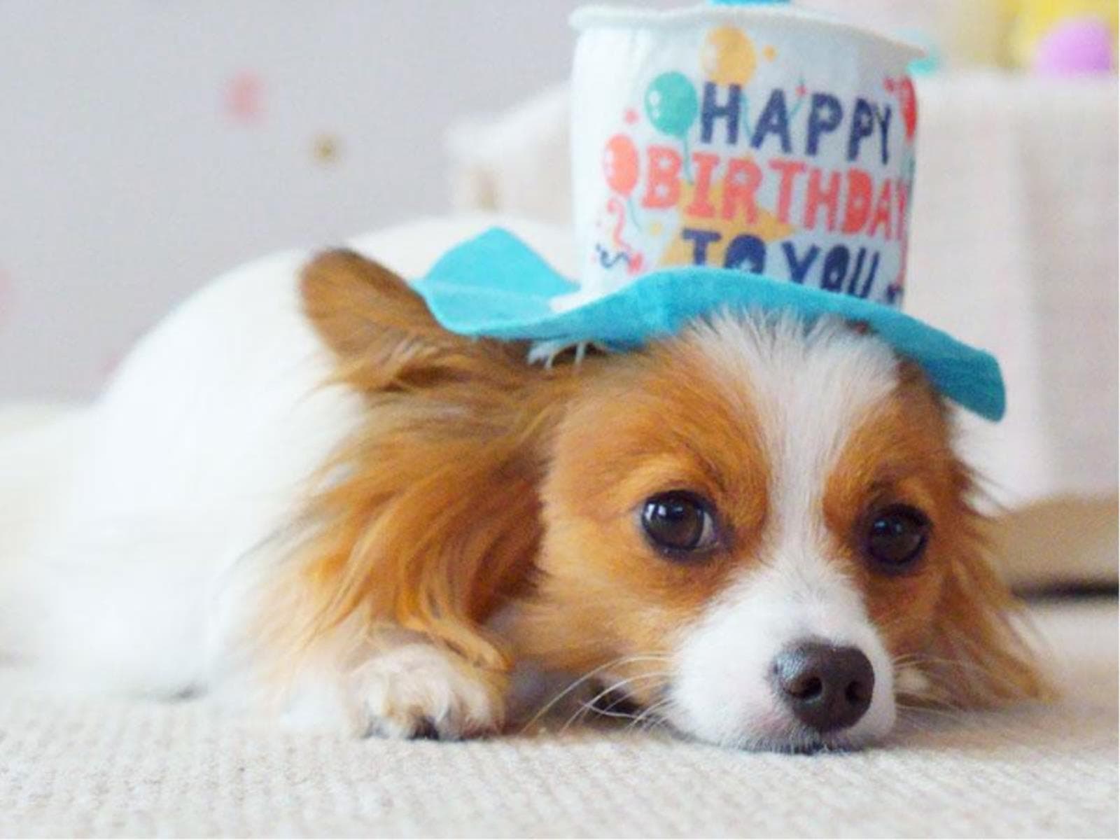 ワンちゃんのお誕生日・記念日お祝い プラン2026／3～（愛犬同伴可） 画像1