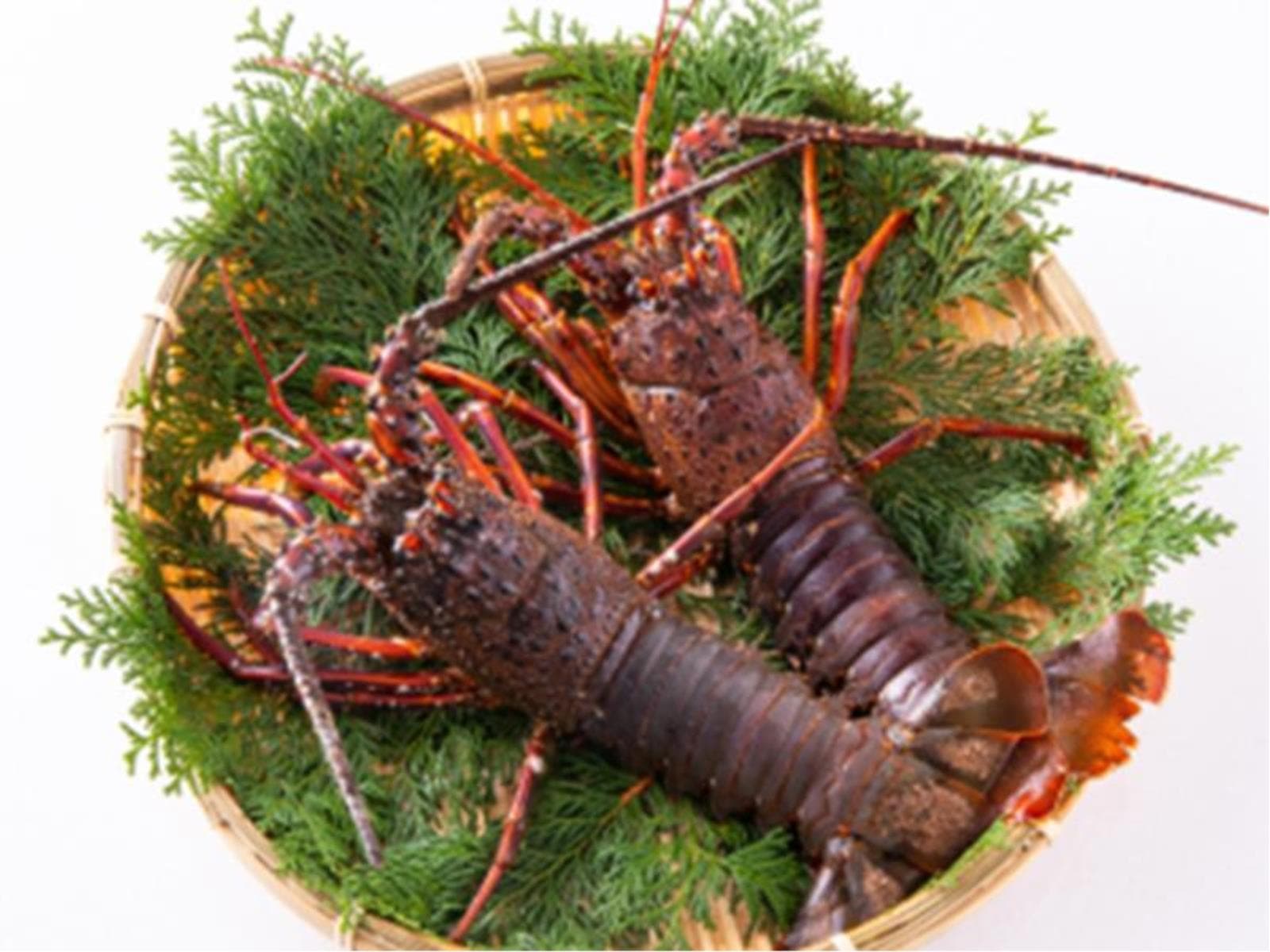 伊勢海老の炭火焼き付きプラン 画像1