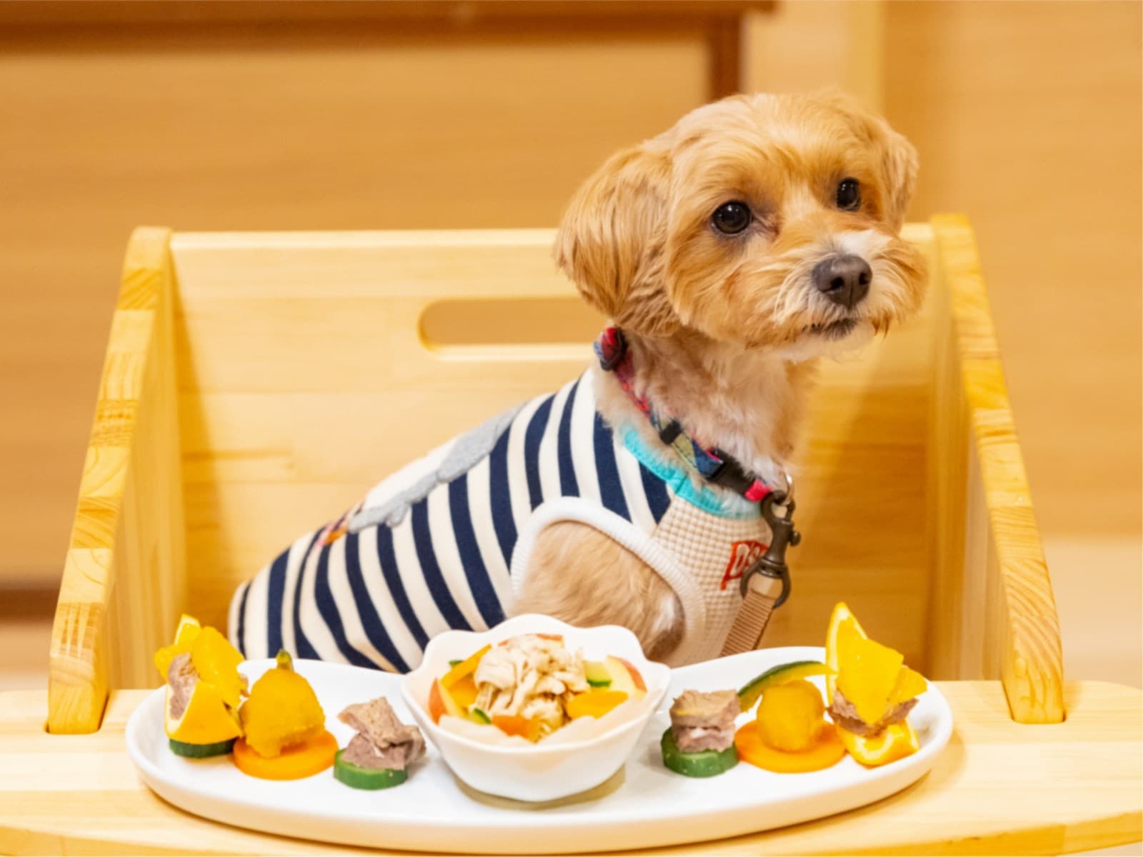 ＜飲み放題付＞2部屋限定！長崎県産和牛しゃぶしゃぶ！ワンちゃんと夕食・専用ドリンクバー付個室会場！ 画像1