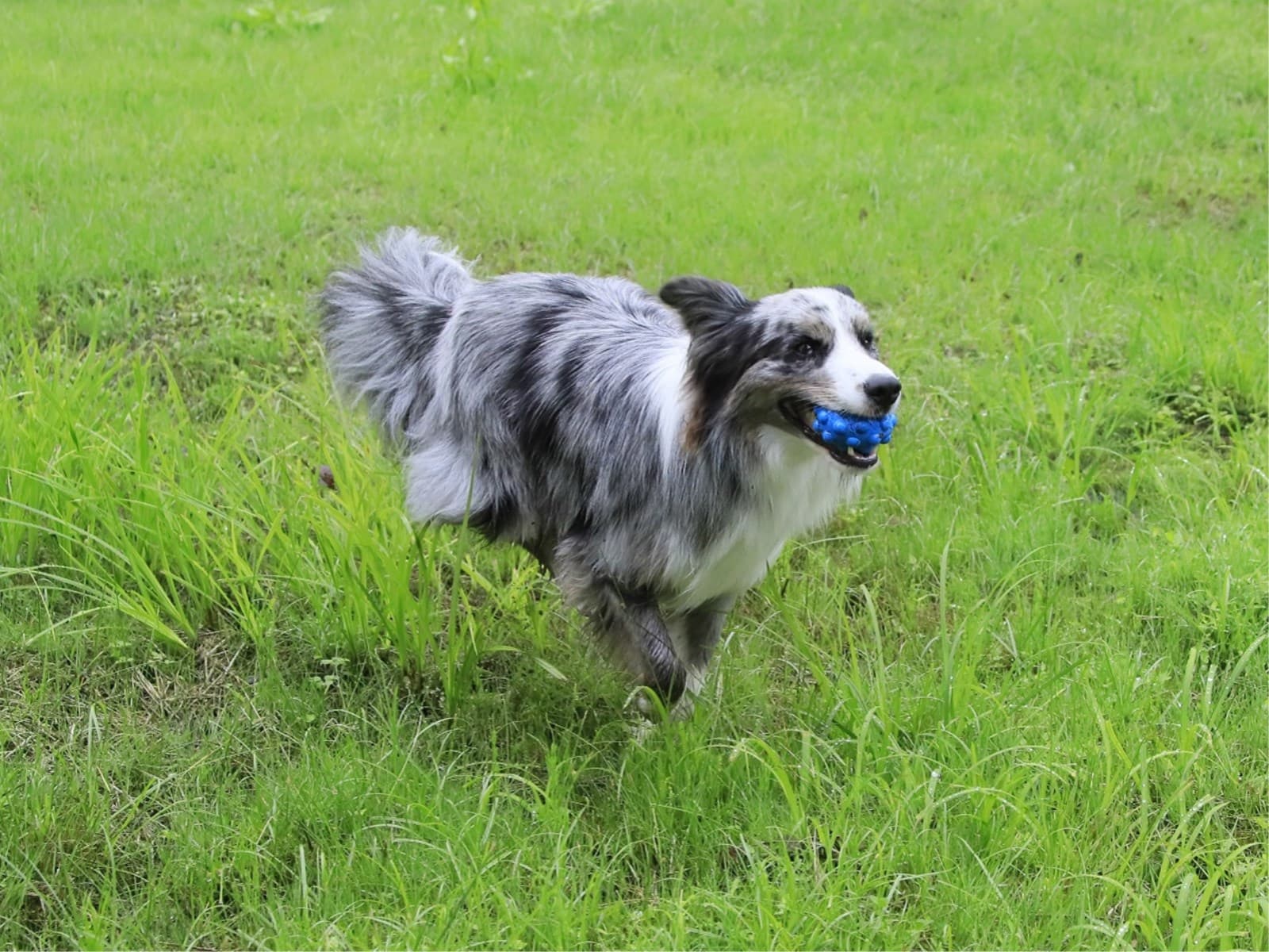【夕食のみ】朝は愛犬とのお散歩を楽しんだりゆっくりとお休みになりたい方へ<★基本コース> 画像3
