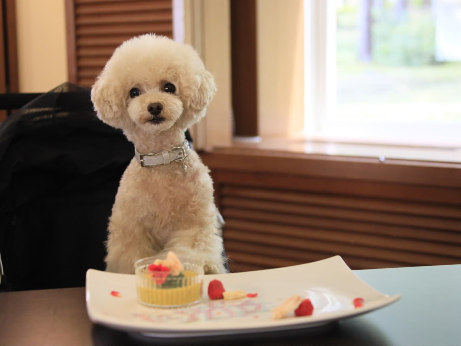 【わんわんAnniversary】ワンちゃんケーキ&記念写真付きプラン<★基本コース> 画像1