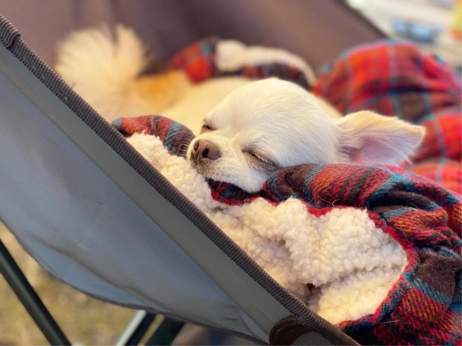 【シニア犬旅応援】お食事無料アップグレード&シニア犬宿泊料無料で愛犬旅<★基本コース> 画像1