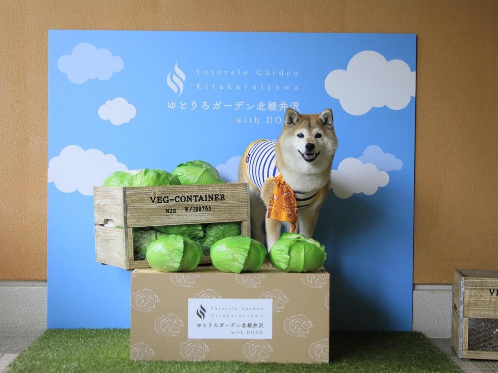 【シニア犬旅応援】お食事無料アップグレード&シニア犬宿泊料無料で愛犬旅<★基本コース> 画像2