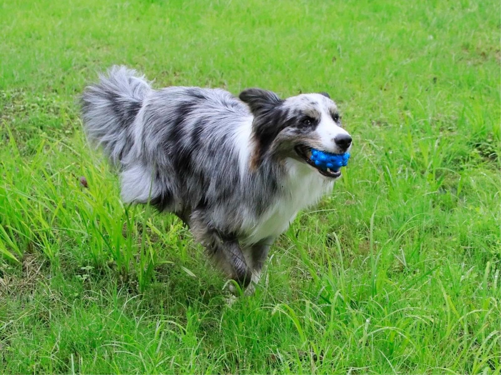 【朝食付×ワンちゃん利用料無料】愛犬連れ旅応援!こだわりの洋朝食をお得に満喫<朝食付き> 画像4