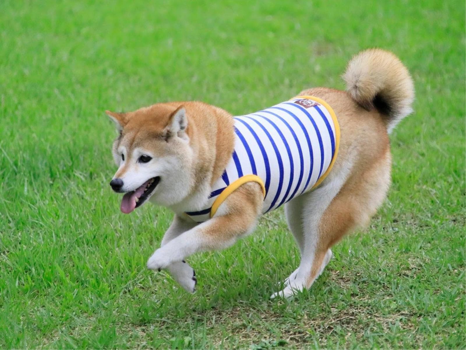 【早期割20】お一人様3300円引き&愛犬利用料半額でお得に先取り<★基本コース> 画像1