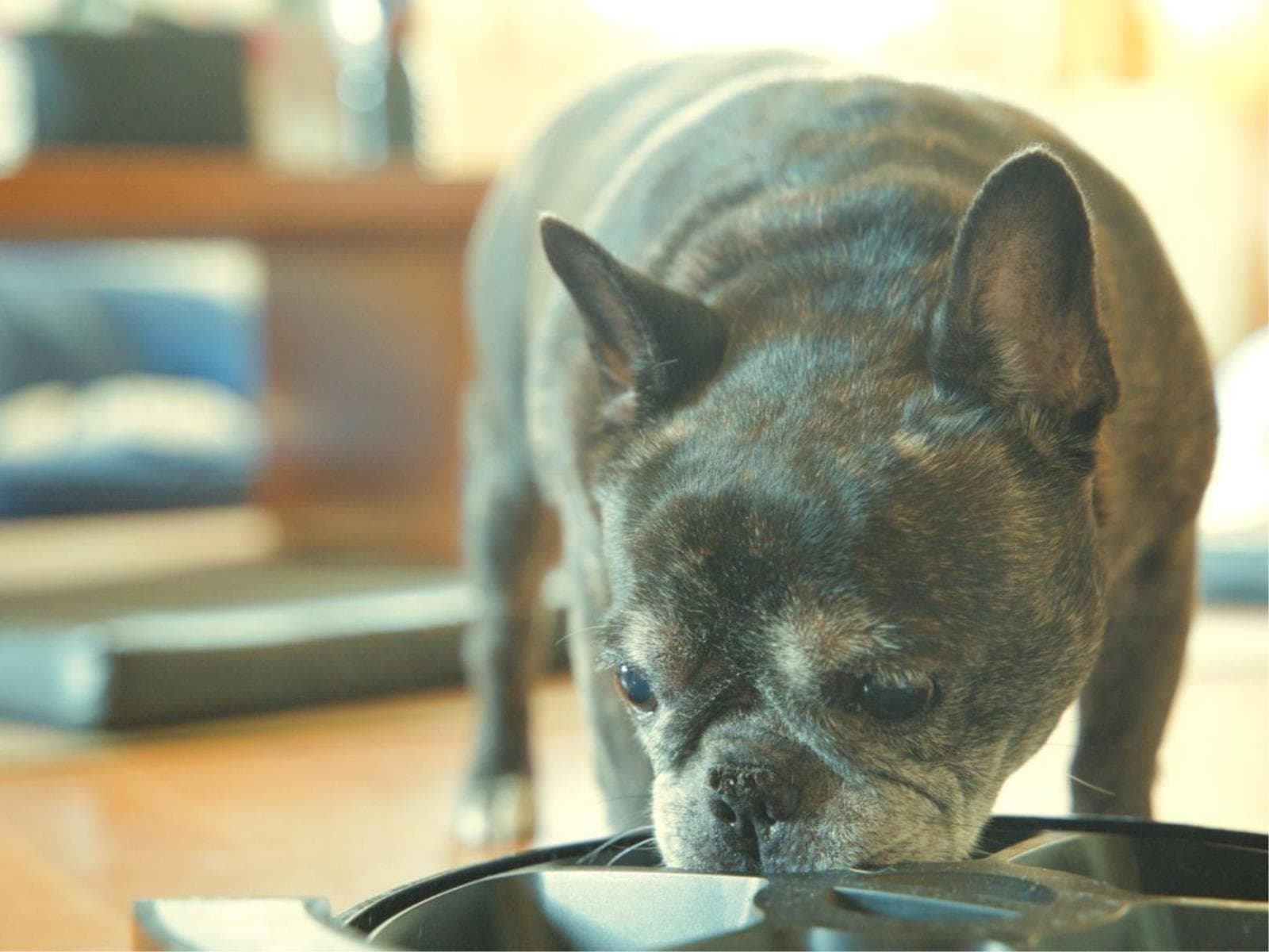 【愛犬ご飯付き×お食事アップグレード】愛犬との旅をお得に満喫<■特選コース> 画像1