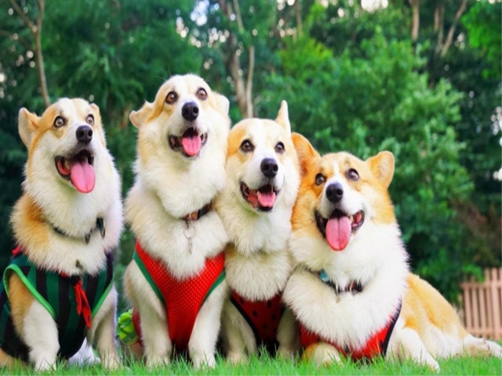 【お盆×直前割】<8/8-8/15限定>早期の予約でお得に/愛犬と避暑地で満喫<〇お盆限定> 画像5
