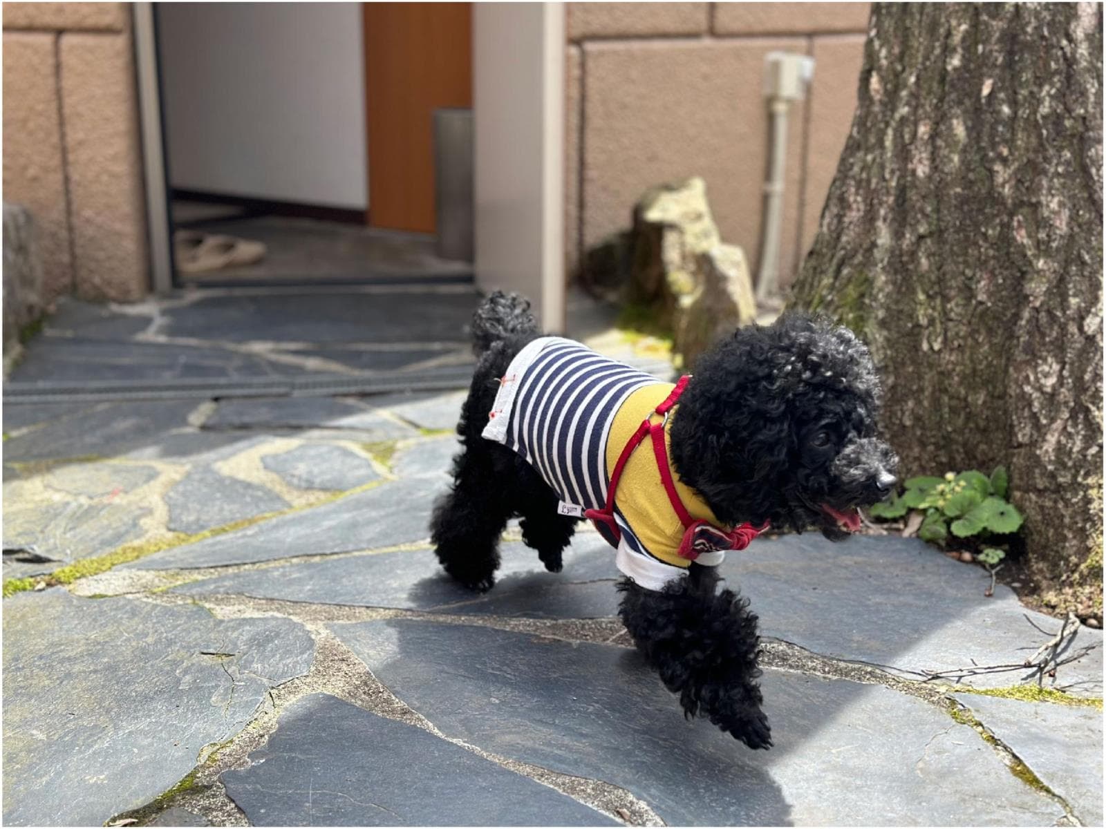 【早期割20】愛犬と一緒に泊まれる戸建て宿泊棟で夏を満喫!<お食事はバイキング> 画像1