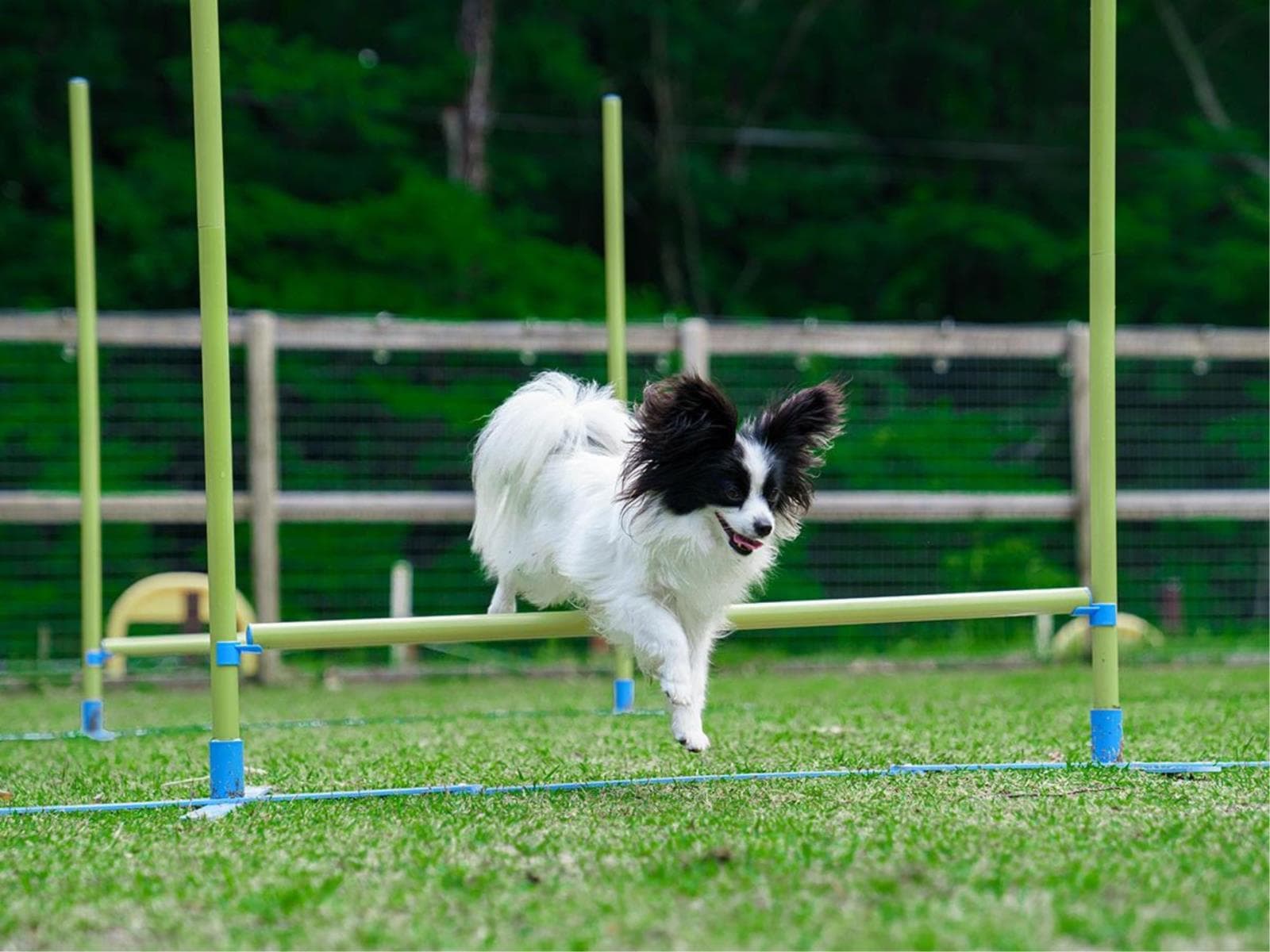 【ゆったり那須を満喫サポートプラン】愛犬と気ままに過ごす癒しの時間♪4大特典付<部屋食×すき焼き> 画像2