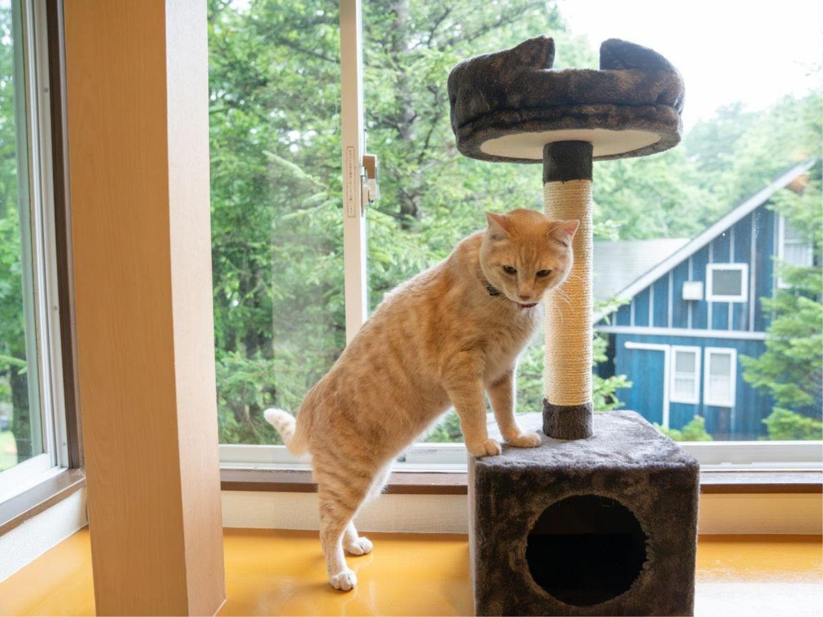 【猫ちゃん専用】愛猫と一緒に泊まれる!猫ちゃん用の備品充実プラン〈1泊2食・レストラン食〉 画像1