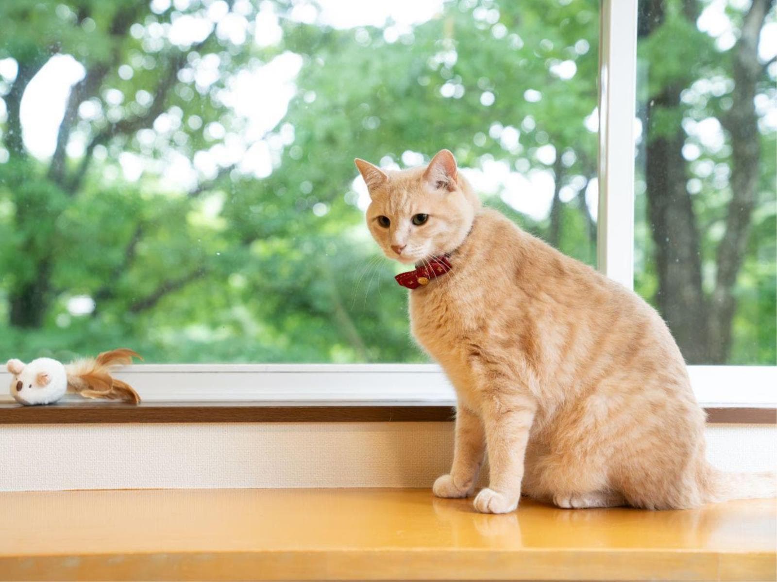 【猫ちゃん専用】愛猫と一緒に泊まれる!猫ちゃん用の備品充実プラン〈1泊2食・レストラン食〉 画像3