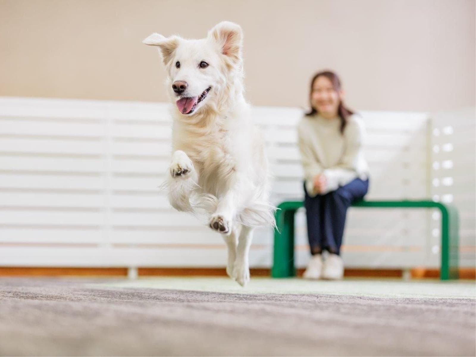 ワンワンの日♪ワンちゃんの宿泊代が無料♪【スタンダード会席】 画像4