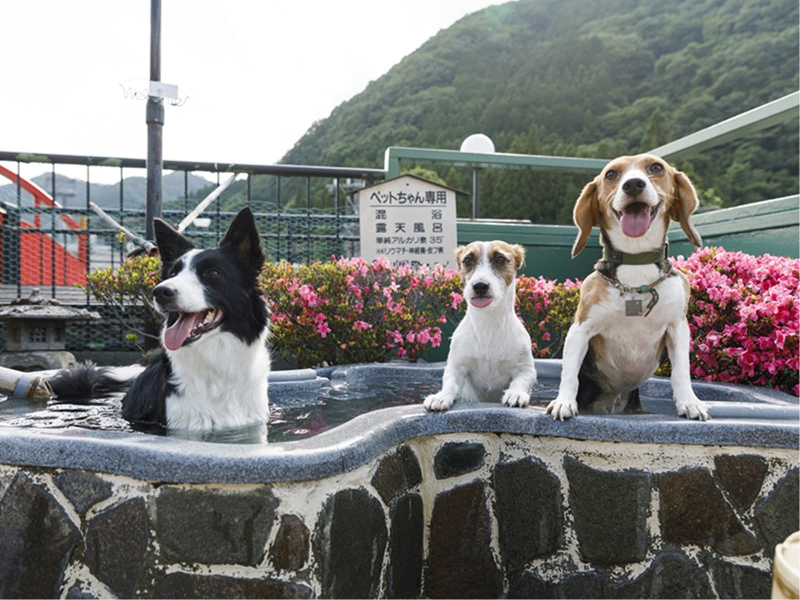 【安心・安全でお得な愛犬(愛猫)との一人旅プラン】~お食事処 画像2