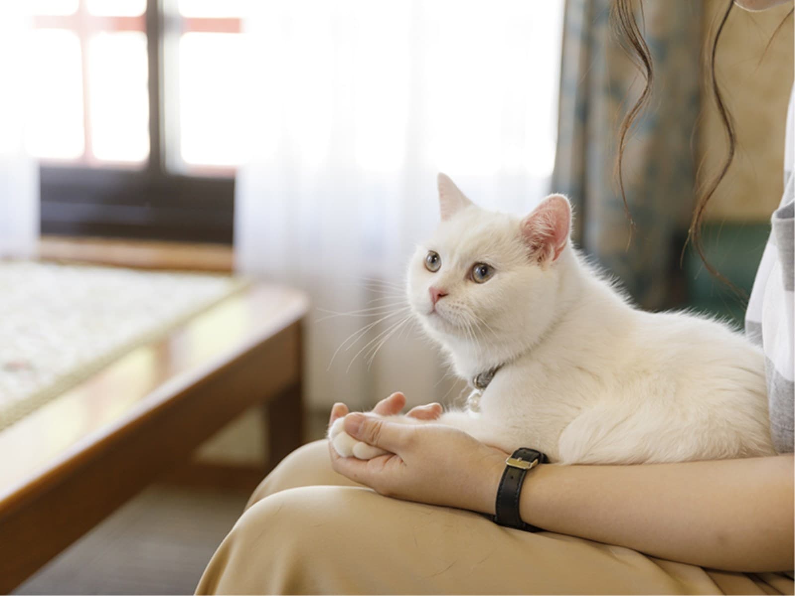 【部屋食】ペット(愛犬・愛猫)と温泉旅行~スタンダードの季節の和食膳 画像4