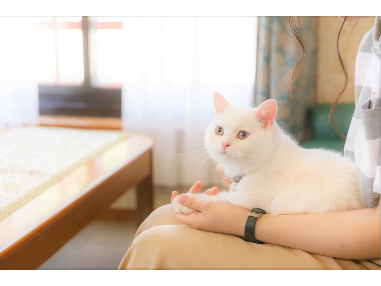 【安心・安全でお得な愛犬(愛猫)との一人旅プラン】~お食事処 画像3