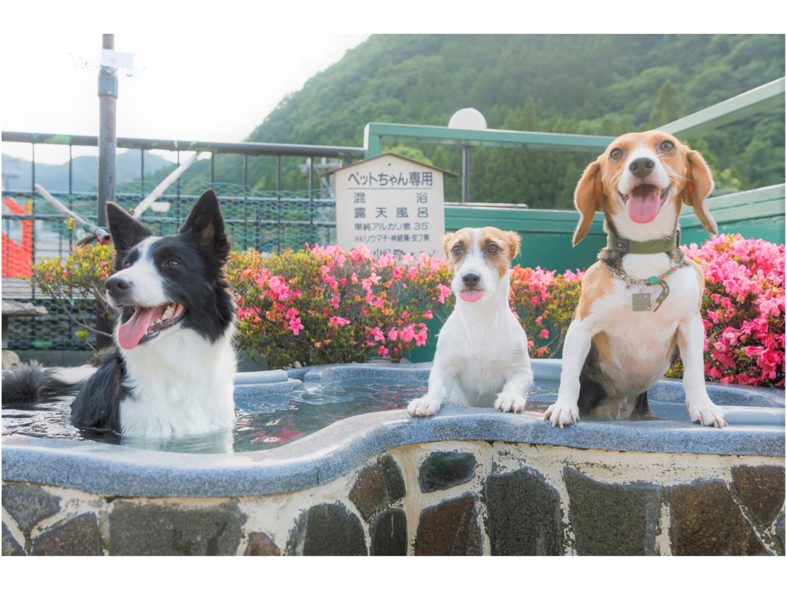 【愛犬・愛猫バースデープラン】年に1度の誕生日をお祝い!ケーキやプレゼントなどの特典つき 画像5