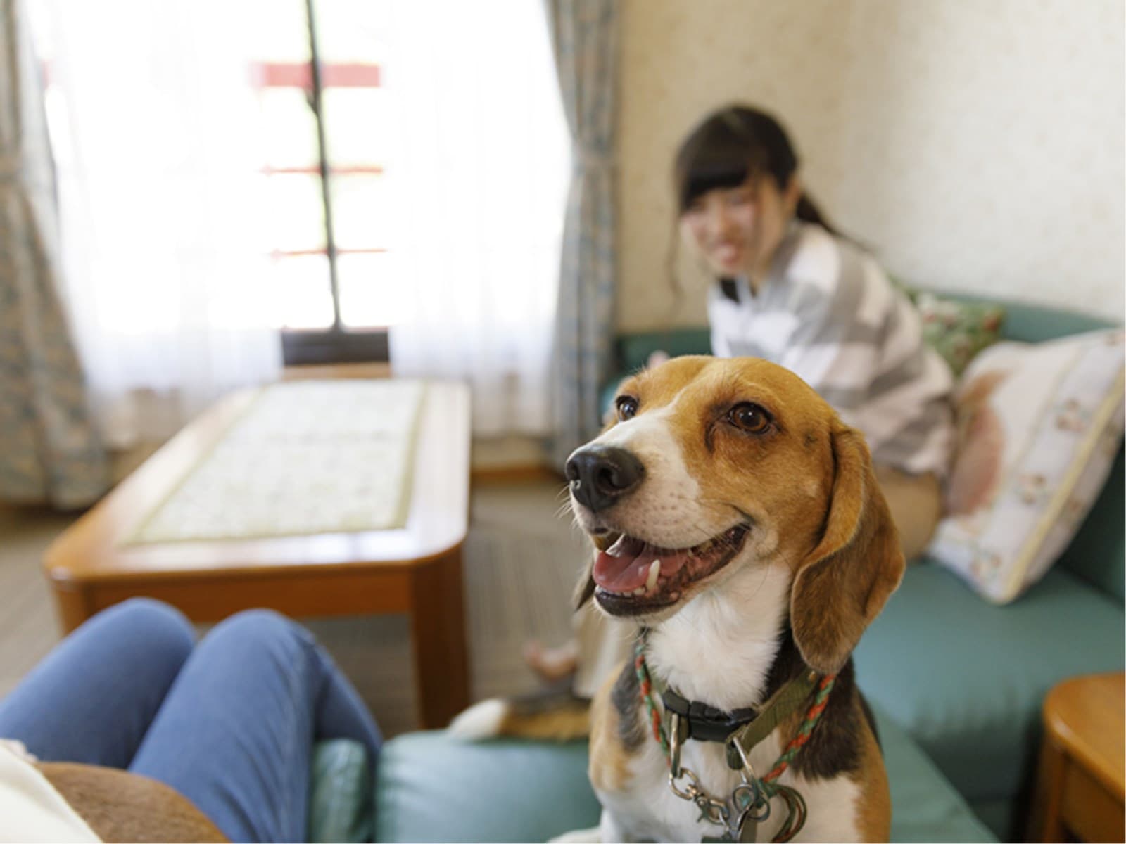 【部屋食】ペット(愛犬・愛猫)と温泉旅行~スタンダードの季節の和食膳 画像3