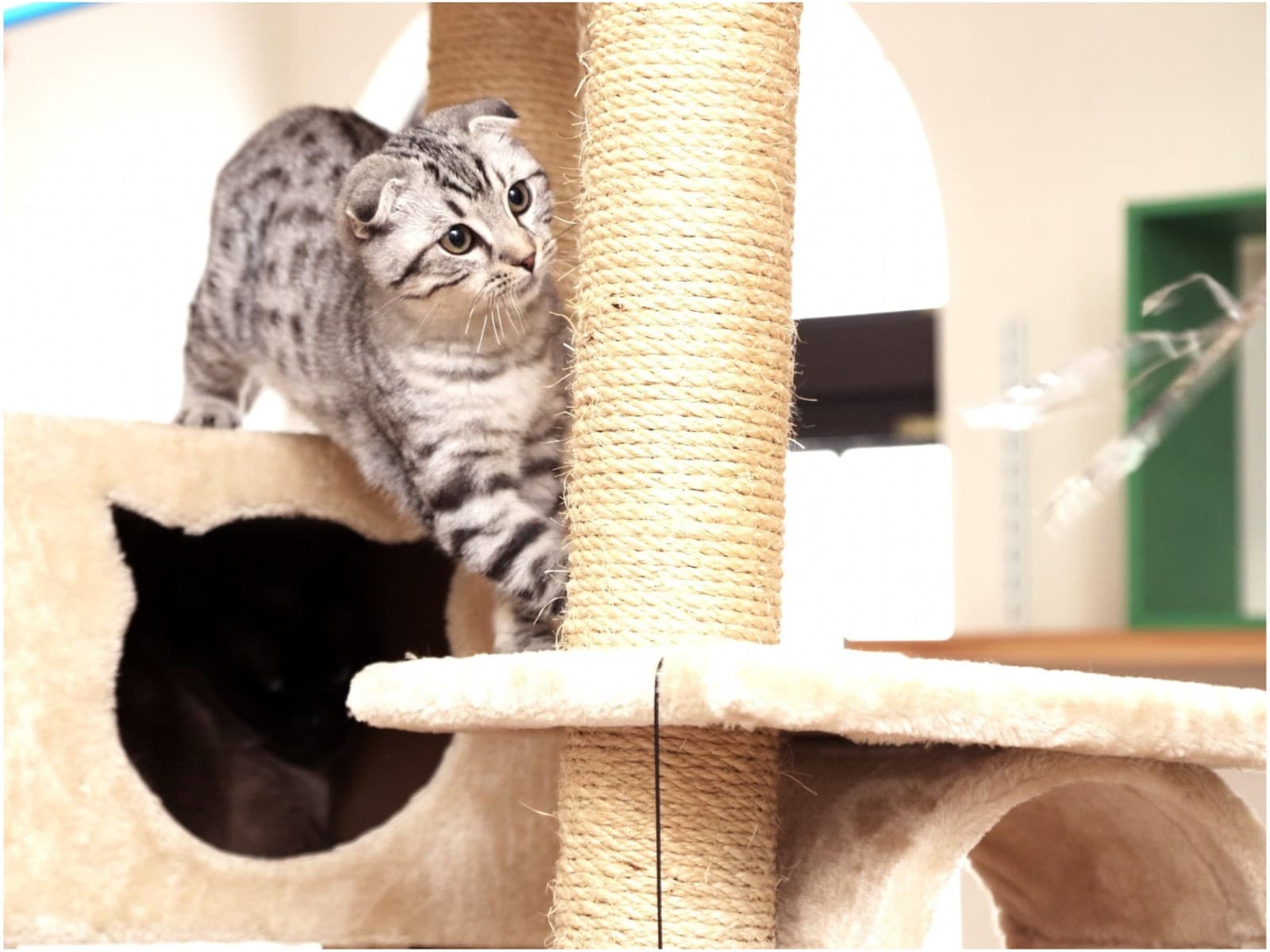 【猫ちゃん専用プラン】部屋食◆安心・安全の旅行をサポート【キャット用具】&【キャットルーム】♪ 画像2