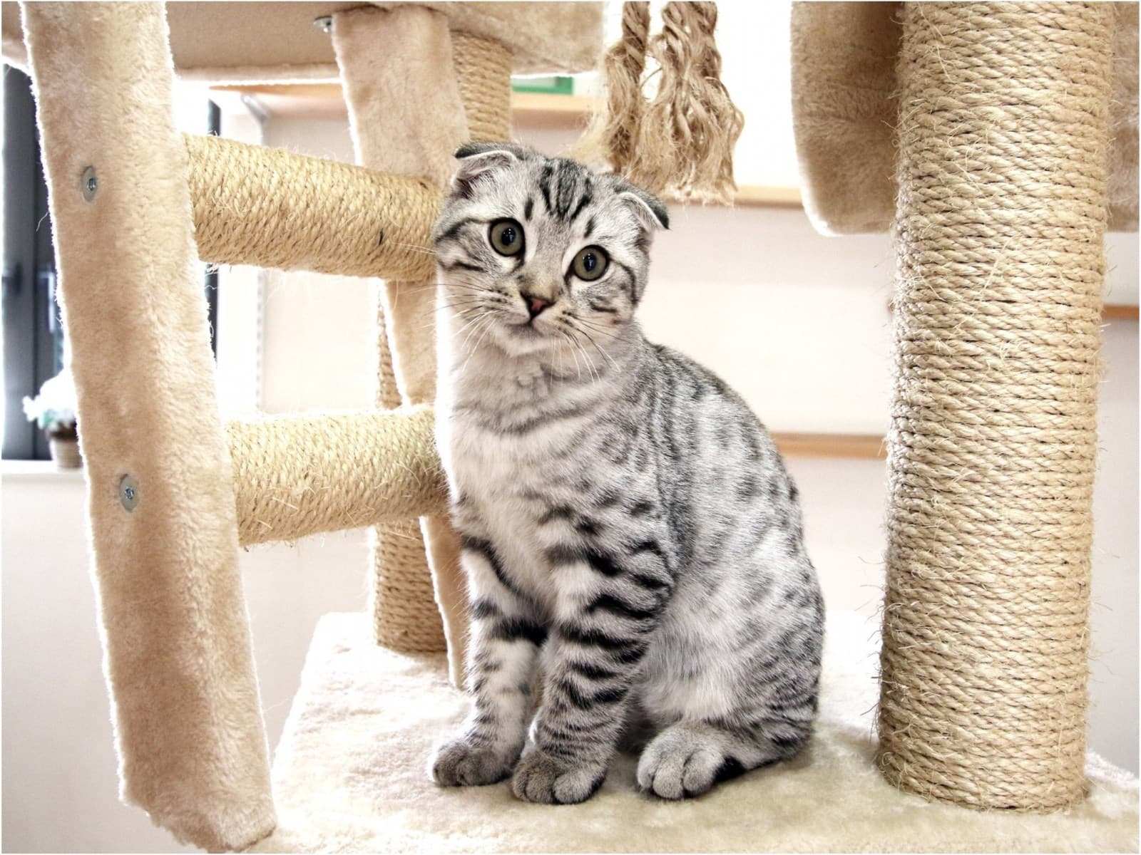 【猫ちゃん専用プラン】部屋食◆安心・安全の旅行をサポート【キャット用具】&【キャットルーム】♪ 画像1