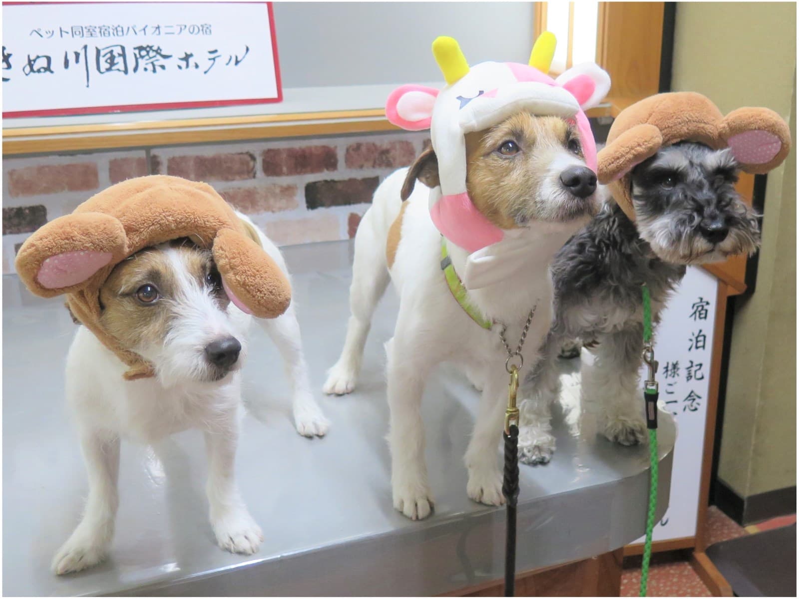 【愛犬(愛猫)とのひとり旅】《ひとり旅にやさしい宿》【部屋食】 画像4