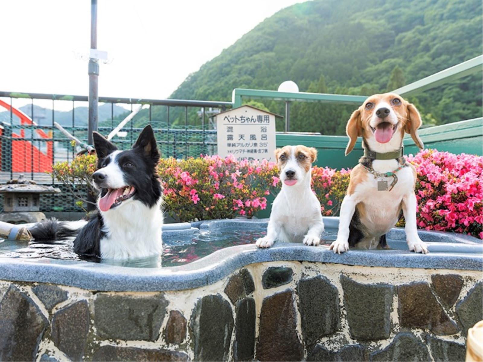 【タイムセール】5%OFF▼ペットと温泉旅行【お部屋食】お料理スタンダード 画像5