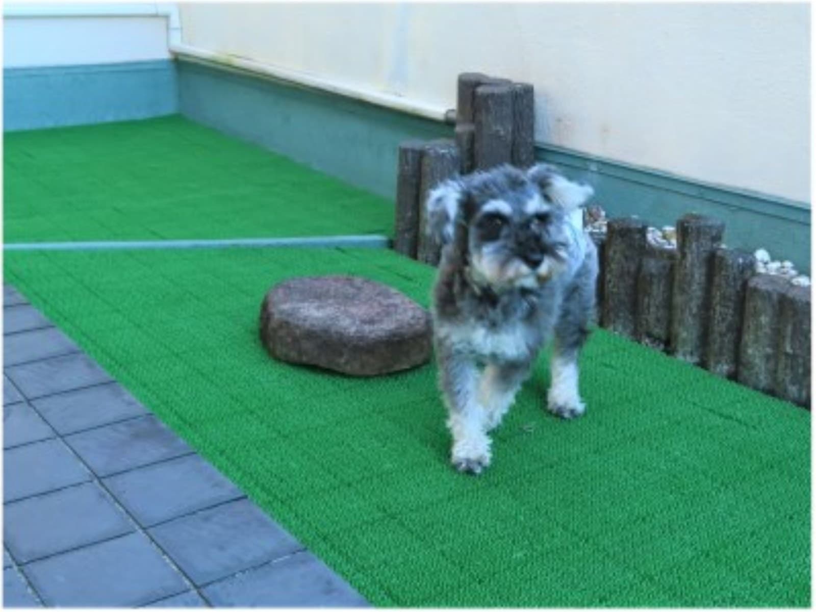 【お部屋食】ペット(愛犬・愛猫)ちゃんと温泉旅行★グレードアップの季節の和食膳 画像3