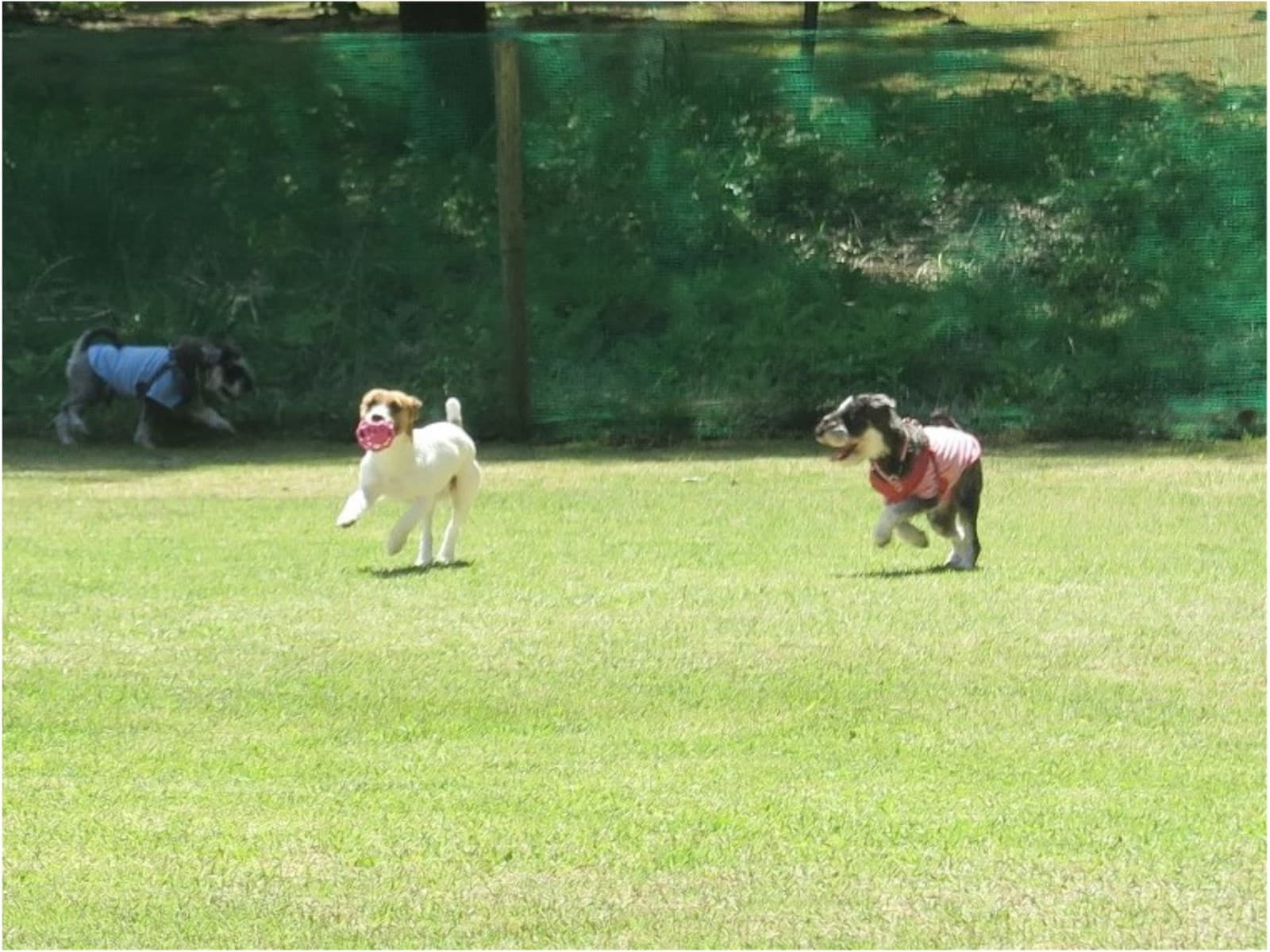 ファミリー★ペット(愛犬・愛猫)と温泉旅行★食事処★スタンダードの季節の和食膳 画像1