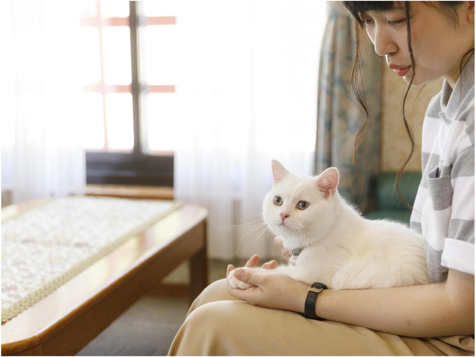 ペットちゃんと温泉旅行★お食事処★霧降高原牛などの季節の和食膳~グレードアップ 画像3