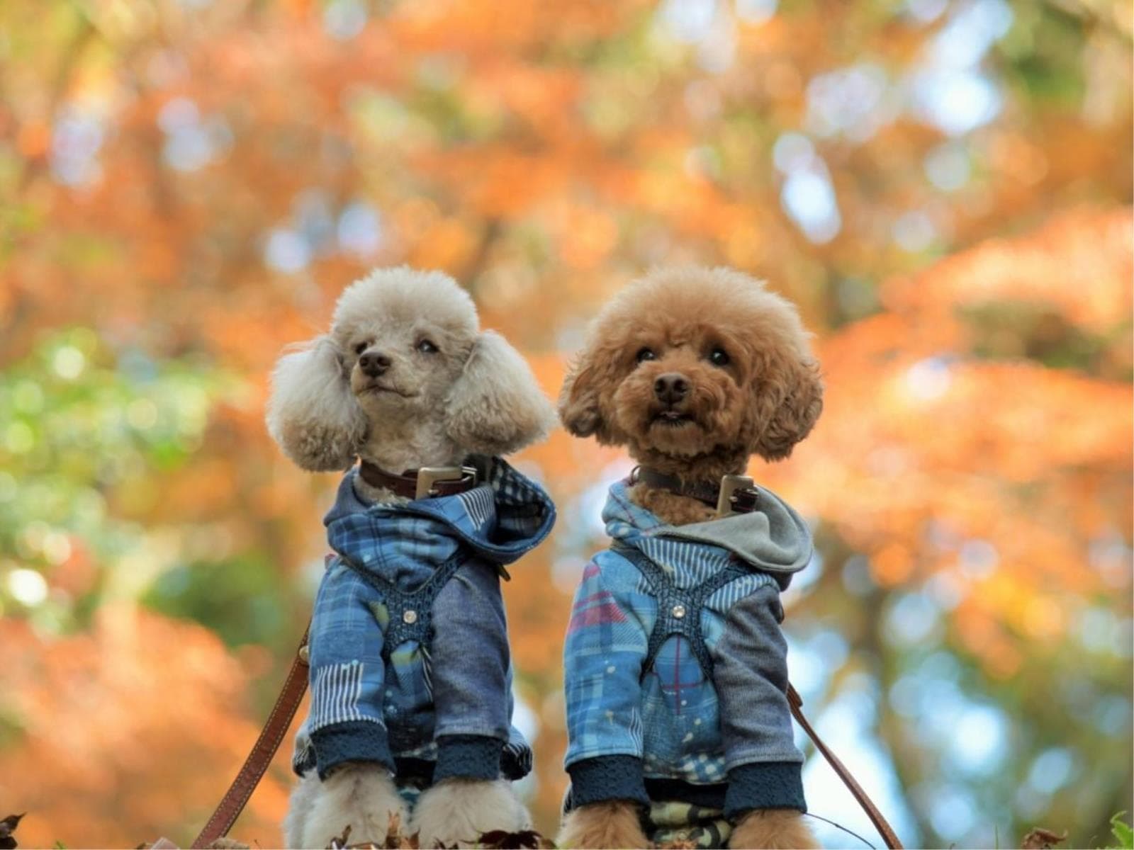 【秋限定SALE】≪一律20%OFF≫奥日光の景色を愛犬と楽しむ温泉旅を満喫!<☆基本鍋御膳> 画像1