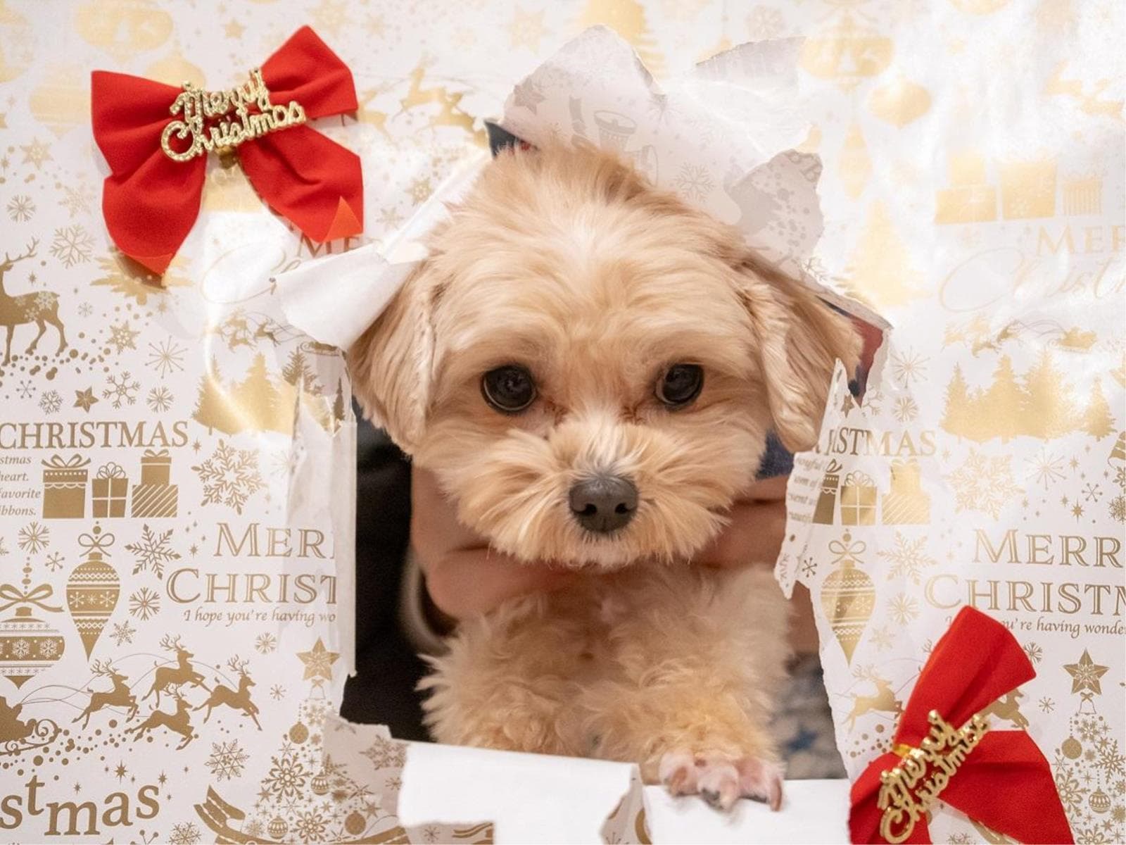 【2026クリスマス】ワンちゃん用ケーキなど4大特典付き!愛犬と冬景色を楽しむ温泉旅<☆基本鍋御膳> 画像1