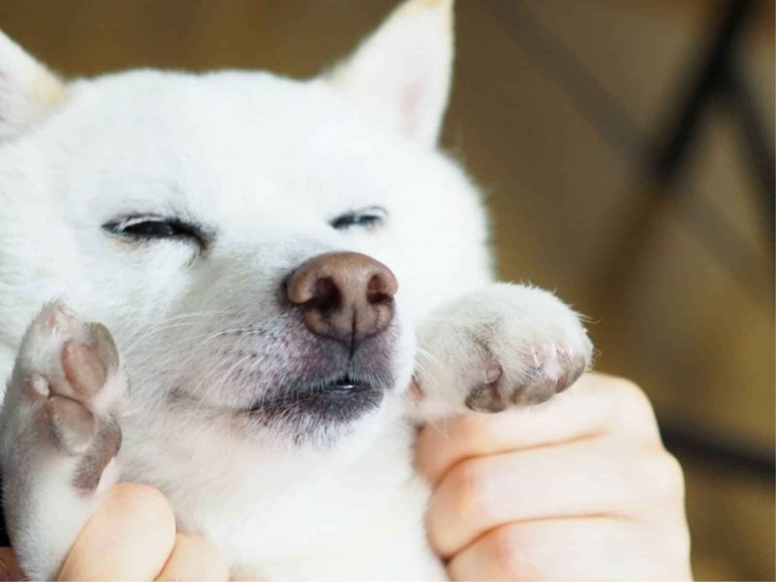 【愛犬と歴史的建造物ステイ】わんちゃん用アメニティ充実!趣ある佐原の街並みに泊まる<2食付> 画像1