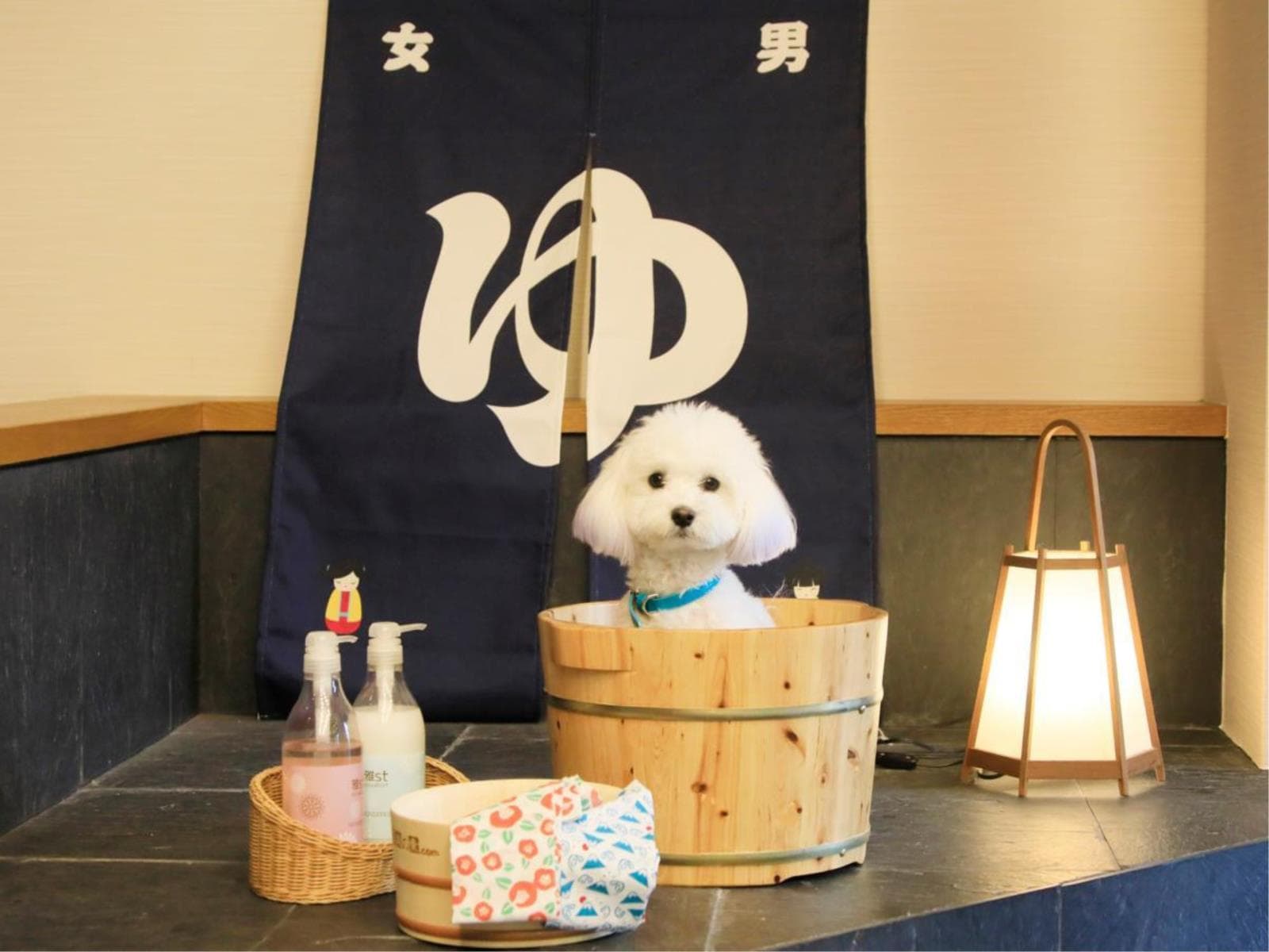 【お盆プラン】≪8/8-8/15限定≫愛犬と過ごす西伊豆の夏休み♪<◎お盆最上級コース> 画像4
