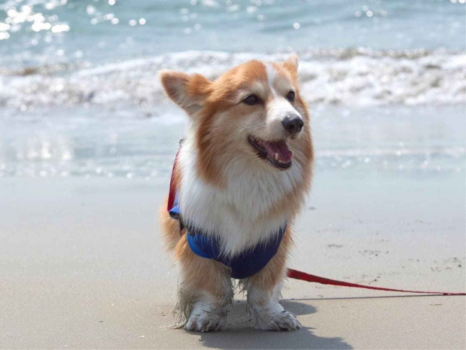 【お盆プラン】≪8/8-8/15限定≫愛犬と過ごす西伊豆の夏休み♪<◎お盆最上級コース> 画像1