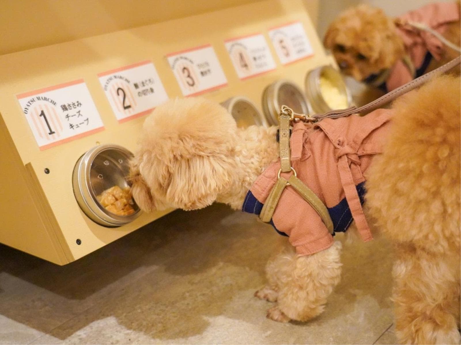 【特選コース】愛犬と囲む豆乳出汁仕立てのごちそう鍋/心ほどける西伊豆旅<■特選コース> 画像5