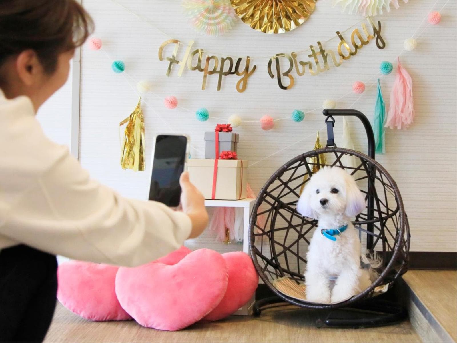 【基本コース】迷ったらこちら/愛犬と楽しむゆるり西伊豆スタンダード<★基本コース> 画像2