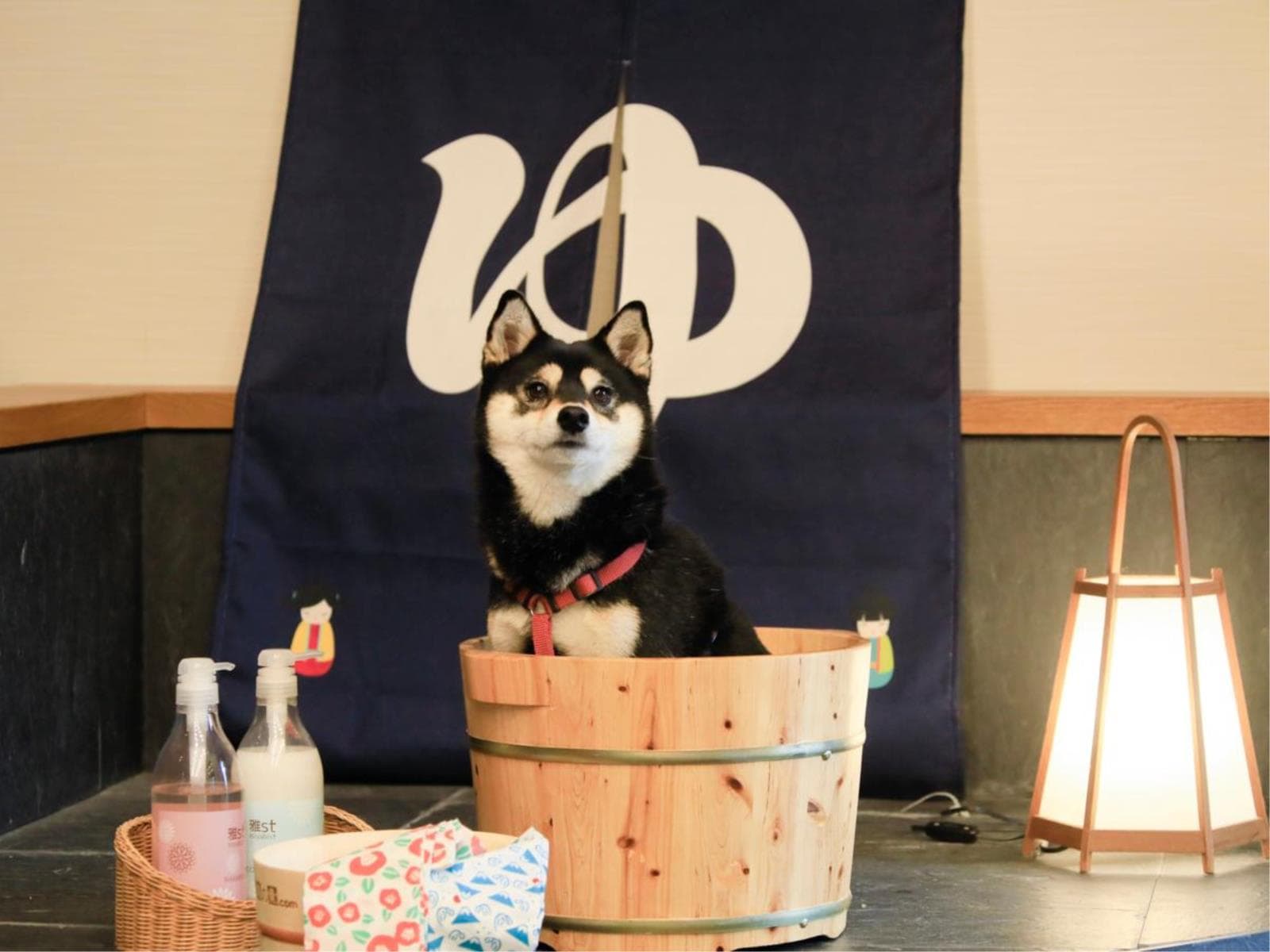 【素泊まり】チェックインは22時まで/愛犬と気ままに楽しむ西伊豆旅<食事なし> 画像2