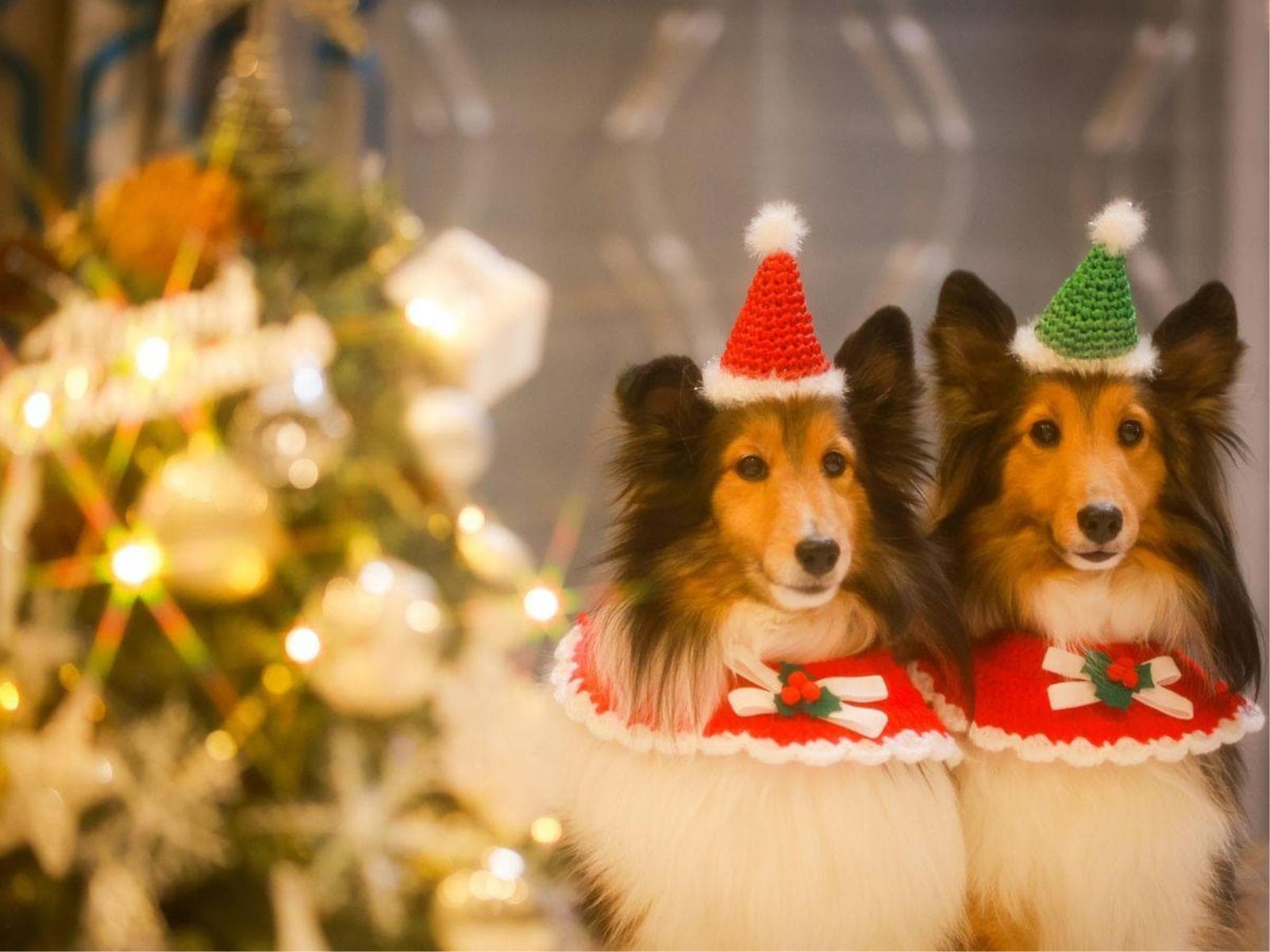 【Xmas限定】\Happy Holidays!/クリスマスを彩る3大特典付きプラン<★基本コース> 画像5