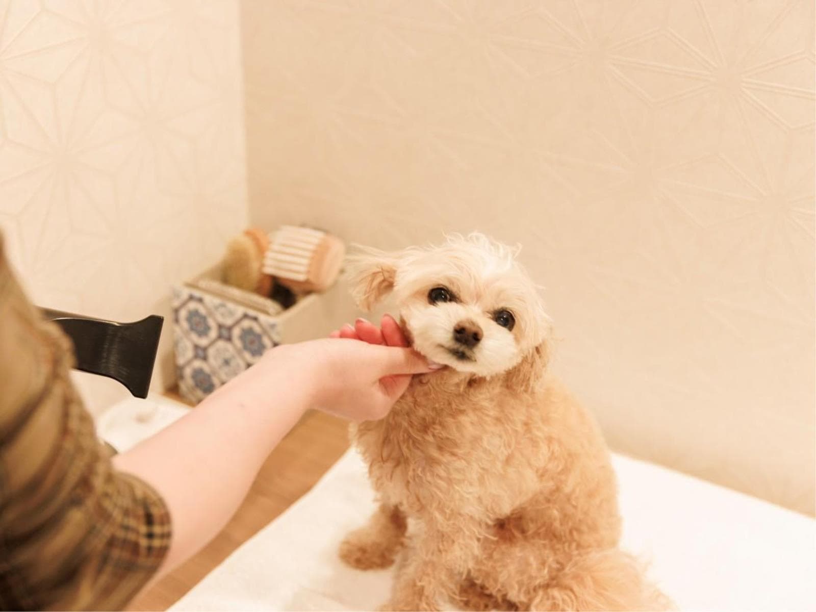 【愛犬と快適ステイ】半露天付純和風客室「仁青」~北陸の山海の幸を取り入れた月替わり会席 画像1