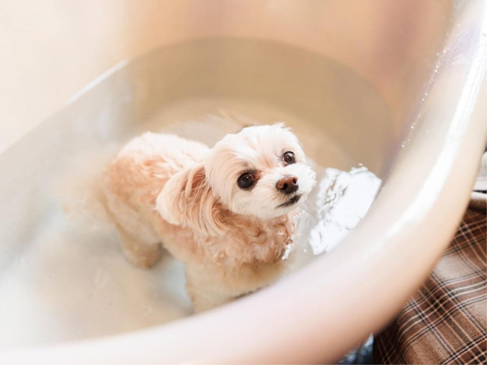 【愛犬と快適ステイ】半露天付純和風客室「仁青」~北陸の山海の幸を取り入れた月替わり会席 画像3
