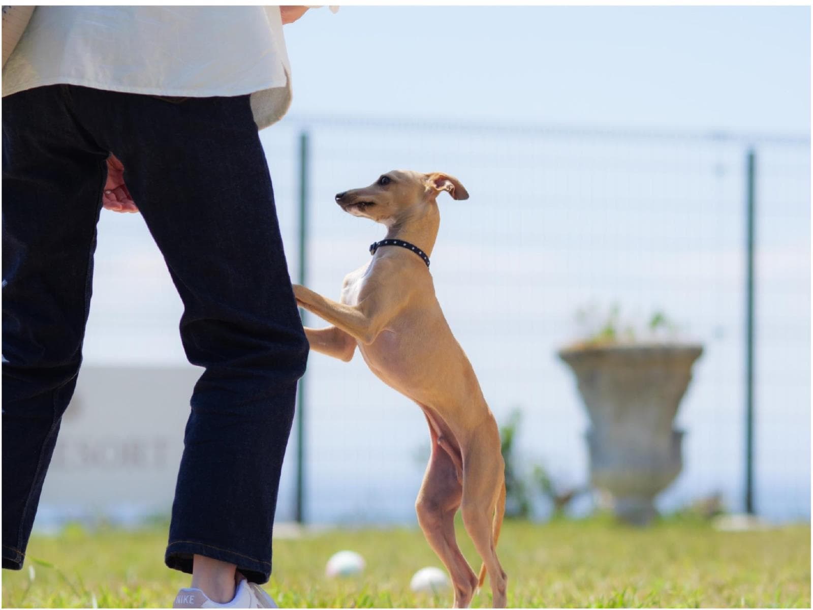 【おかげさまで一周年!】愛犬と寛ぐ客室と旬の味覚を堪能 1泊2食/和洋中折衷 画像2